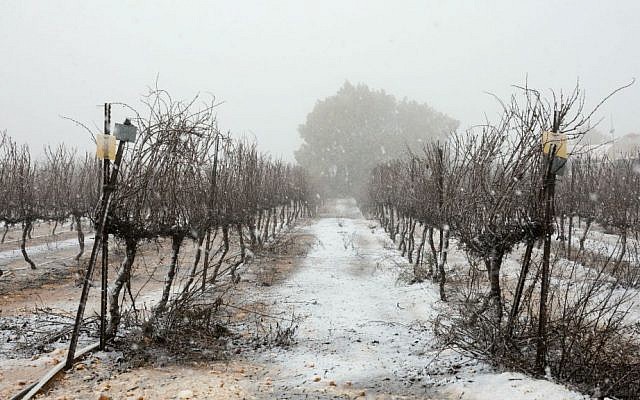 An orchard covered in snow in the Etzion Bloc, south of Jerusalem, January 25, 2016. (Nati Shohat/Flash90)