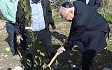 President Reuven Rivlin plants a dafna (laurel) tree during a condolence visit to the family of terror victim Dafna Meir in Otniel on January 21, 2016,  four days after she was murdered in a terror attack at her home (Photo: Mark Neyman/GPO)