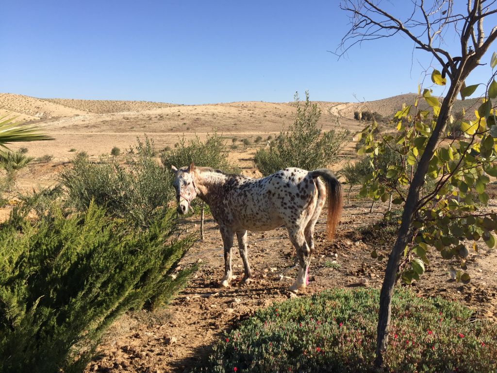 One of the Klingers' four horses on their Negev ranch (Jessica Steinberg/Times of Israel)