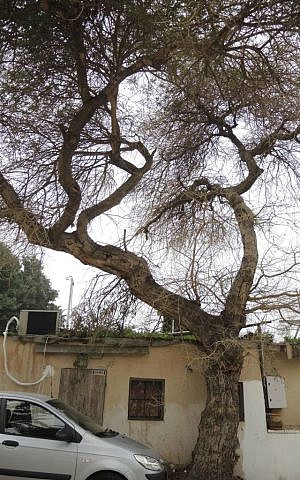 The apple ring acacia tree was common in Tel Aviv before humans inhabited the area. This one, in the Suzanne Dellal courtyard, is one of the few left in Tel Aviv. (Melanie Lidman/Times of Israel) The apple ring acacia tree was common in Tel Aviv before humans inhabited the area. (Melanie Lidman/Times of Israel)