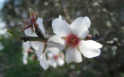 Almond tree blossom, January 21, 2016. (Melanie Lidman/Times of Israel)