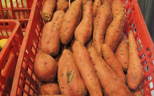 "Rescued" sweet potatoes that have cosmetic issues, meaning they would not have made it to supermarket shelves. (Melanie Lidman/Times of Israel)