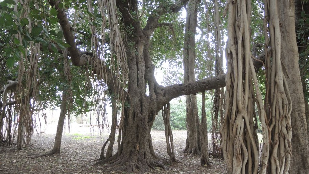 This Bengali ficus was planted in 1888 in Holon and is now the size of a small building. (Melanie Lidman/Times of Israel) This Bengali ficus was planted in 1888 in Holon and is now the size of a small building. (Melanie Lidman/Times of Israel)