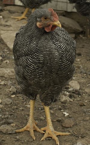 A Barred Rock chicken. (Yadidya Greenberg/JTA)