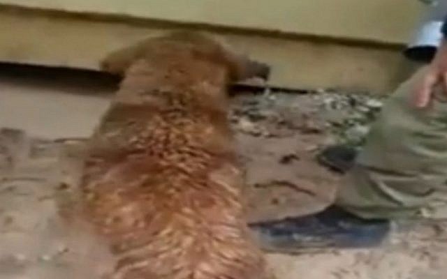 A dog rescues her pups from under a rain-drenched container (Courtesy) A dog rescues her pups from under a rain-drenched container (Courtesy)