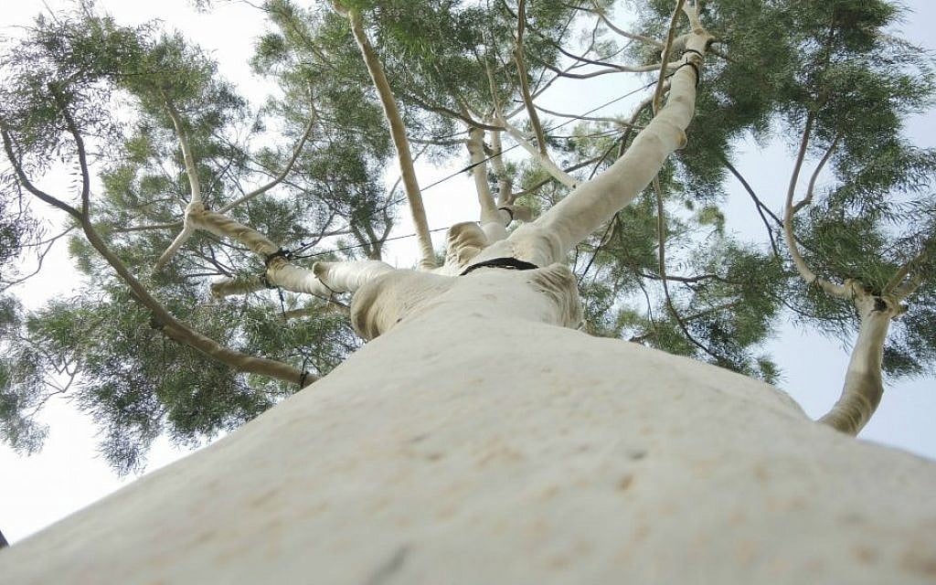 A lemon-scented eucalyptus tree towers over a quiet street in Petah Tikva, one of only a few of this species of eucalyptus in Israel. (Melanie Lidman/Times of Israel) A lemon-scented eucalyptus tree towers over a quiet street in Petah Tikva, one of only a few of this species of eucalyptus in Israel. (Melanie Lidman/Times of Israel)