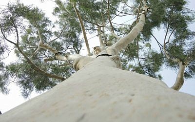 A lemon-scented eucalyptus tree towers over a quiet street in Petah Tikva, one of only a few of this species of eucalyptus in Israel. (Melanie Lidman/Times of Israel)