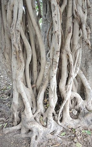 The "air roots" of the Bengali ficus tree become alternate trunks when they reach the ground. (Melanie Lidman/Times of Israel) The "air roots" of the Bengali ficus tree become alternate trunks when they reach the ground. (Melanie Lidman/Times of Israel)