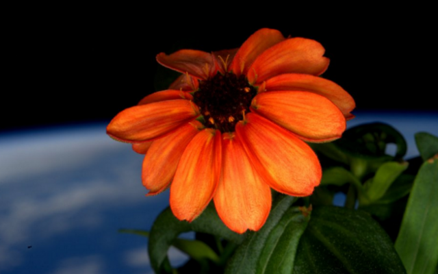 NASA announced the first flower grown in space on January 16, 2016. (courtesy NASA) NASA announced the first flower grown in space on January 16, 2016. (courtesy NASA)