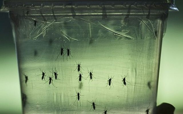 A researcher looks at Aedes aegypti mosquitoes kept in a container at a lab of the Institute of Biomedical Sciences of the Sao Paulo University, in Sao Paulo, Brazil, on January 8, 2016. (AFP/NELSON ALMEIDA) A researcher looks at Aedes aegypti mosquitoes kept in a container at a lab of the Institute of Biomedical Sciences of the Sao Paulo University, in Sao Paulo, Brazil, on January 8, 2016. (AFP/NELSON ALMEIDA)