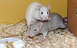 Illustrative image of rats (Pixabay)