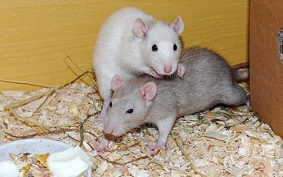 Illustrative image of rats (Pixabay)