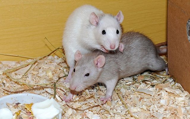 Illustrative image of rats (Pixabay)