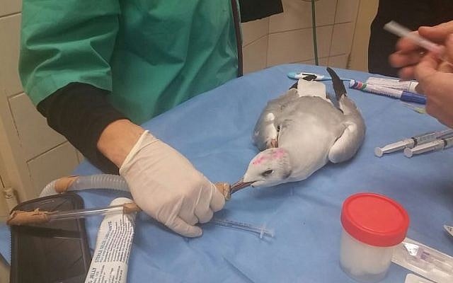 A poisoned seagull being treated at the wild animal hospital at the Ramat Gan Safari, January 28, 2016. (Ramat Gan Safari website) A poisoned seagull being treated at the wild animal hospital at the Ramat Gan Safari, January 28, 2016. (Ramat Gan Safari website)