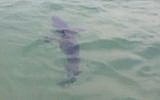 A Shortfin Mako shark seen off of the Herzeliya coast on January 15, 2016. (Screen Capture: Ynet)