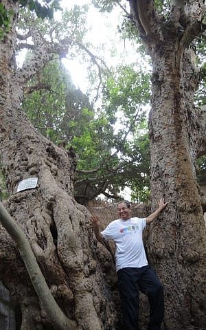 Yaakov Shkolnik with the sycamore on Oliphant Street on January 18, 2015. (Melanie Lidman/Times of Israel) Yaacov Shkolnik with the sycamore on Oliphant Street on January 18, 2015. (Melanie Lidman/Times of Israel)