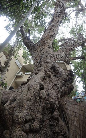 This sycamore is located behind the apartments on Oliphant Street in central Tel Aviv. (Melanie Lidman/Times of Israel) This sycamore is located behind the apartments on Oliphant Street in central Tel Aviv. (Melanie Lidman/Times of Israel)