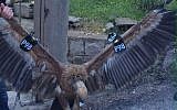 A vulture tagged by the Israeli parks authority that was captured as a 'spy' by people in southern Lebanon, January 25, 2016 (screen capture: Twitter)