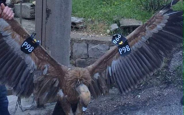 A vulture tagged by the Israeli parks authority that was captured as a 'spy' by people in southern Lebanon, January 25, 2016 (screen capture: Twitter) A vulture tagged by the Israeli parks authority that was captured as a 'spy' by people in southern Lebanon, January 25, 2016 (screen capture: Twitter)