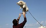 A Palestinian man plays with a dog during the first dog show in Gaza City, on February 5, 2016, organized by dog owners in the Gaza Strip. (Mohammed Abed/AFP)