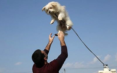 A Palestinian man plays with a dog during the first dog show in Gaza City, on February 5, 2016, organized by dog owners in the Gaza Strip. (Mohammed Abed/AFP)
