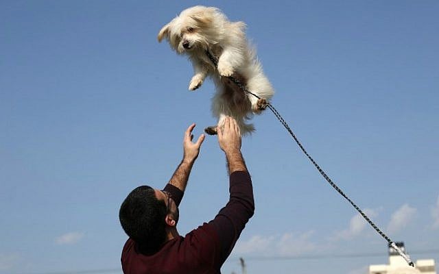 A Palestinian man plays with a dog during the first dog show in Gaza City, on February 5, 2016, organized by dog owners in the Gaza Strip. (Mohammed Abed/AFP) A Palestinian man plays with a dog during the first dog show in Gaza City, on February 5, 2016, organized by dog owners in the Gaza Strip. (Mohammed Abed/AFP)