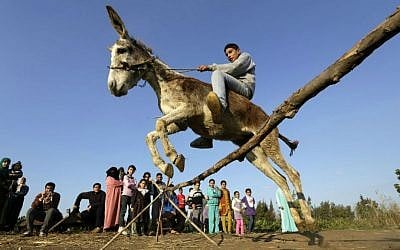 In this Friday, Feb. 5, 2016 picture, Egyptian farmer Ahmed Ayman, 14, rides his trained donkey as he jumps over a barrier in the Nile Delta village of Al-Arid about 150 kilometers north of Cairo, Egypt. (AP Photo/Amr Nabil)