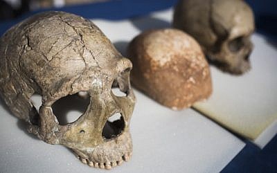 A Neanderthal skull (L) and a modern human skull (R ), file photo  (Hadas Parush/Flash90)