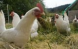 Illustrative: Chickens on a free-range farm. (Wikipedia/woodley wonderworks/CC BY 2.0)