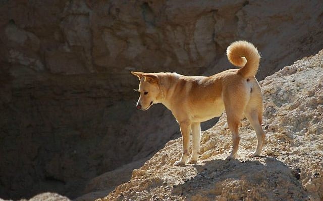 Canaan dog bred at Sha'ar Hagai Kennels (Bar Aharon)