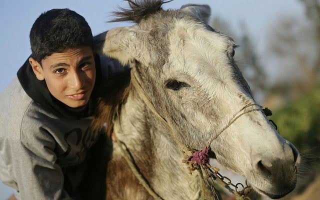 In this Friday, Feb. 5, 2016 picture, Ahmed Ayman, 14, and his donkey start their daily training in the Nile Delta village of Al-Arid about 150 kilometers north of Cairo, Egypt. (AP Photo/Amr Nabil)