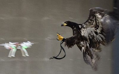 In this image released by the Dutch Police Tuesday Feb. 2, 2016, a trained eagle is about to put its claws into a flying drone. Police are working with a The Hague-based company that trains eagles and other birds to swoop down on small drones and grasp them in their talons in restricted areas or where they are banned, such as at large outdoor events. (Dutch Police via AP)