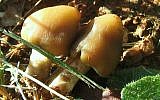 'Magic mushrooms' containing psilocybin (Amanita77/Wikicommons)