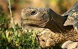 And adult male leopard tortoise. (Wikipedia/Charlesjsharp/CC BY 3.0)