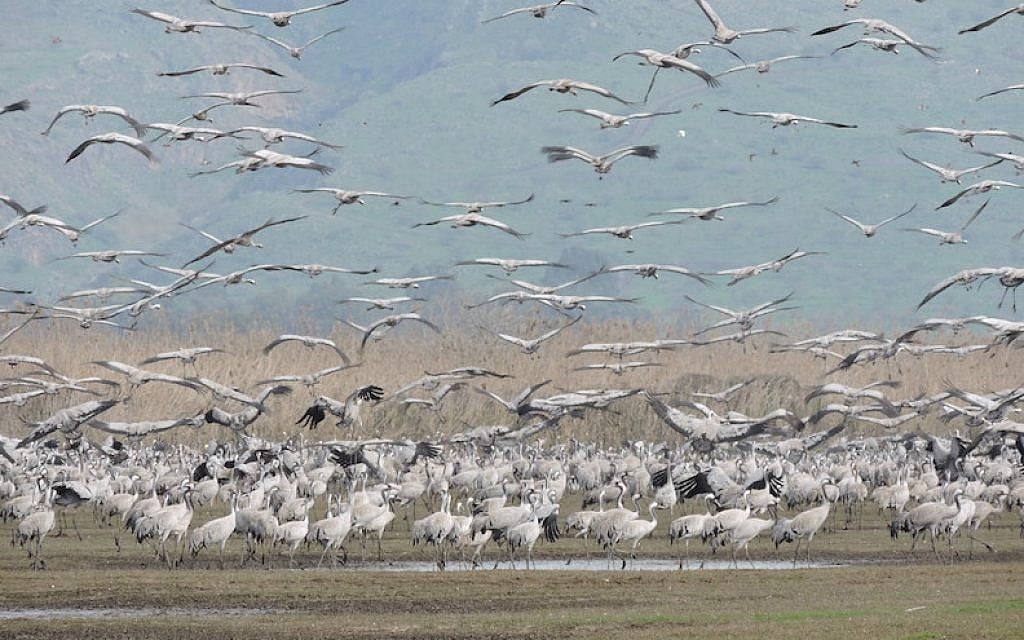 Thousands of cranes taking flight in Israel’s Hula Valley, February 2016. (Ben Sales/JTA) Thousands of cranes taking flight in Israel’s Hula Valley, February 2016. (Ben Sales/JTA)