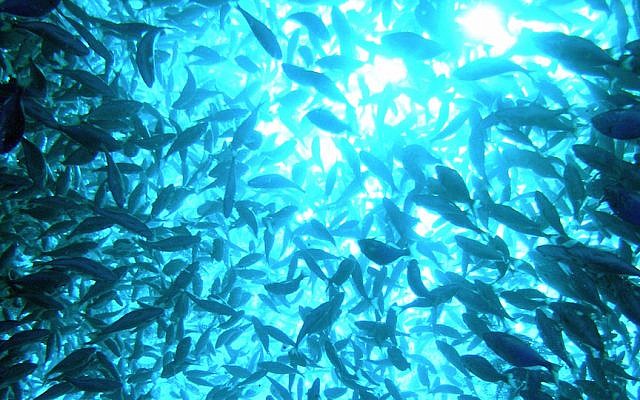 FIsh in a Subflex cage (Tal Flanzman) FIsh in a Subflex cage (Tal Flanzman)