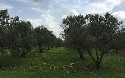 A verdant field of olive trees, where bulbs of wild garlic mix with mallow leaves and other edible greens (Jessica Steinberg/Times of Israel)