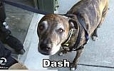 Dash, a dog confused with 'Daesh,' or Islamic State, by a California bank in March of 2016. (Screen capture/KTVU2)