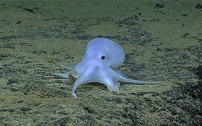 This image provided by courtesy of NOAA Office of Ocean Exploration and Research, Hohonu Moana 2016, shows a possible new species of octopus. Scientists say they have discovered what might be a new species of octopus while searching the Pacific Ocean floor near the Hawaiian Islands. Michael Vecchione of the National Oceanic and Atmospheric Administration says in a statement Friday, March 4, 2016, that on Feb. 27 a team found a small light-colored octopus at a depth of about 2.5 miles in the ocean near Necker Island. (NOAA Office of Ocean Exploration and Research, Hohonu Moana 2016 via AP)