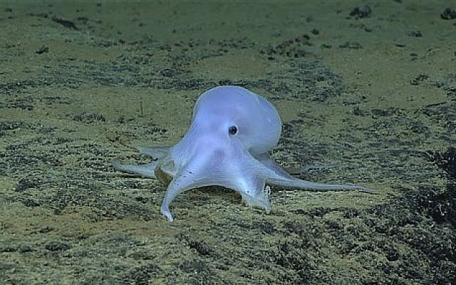 This image provided by courtesy of NOAA Office of Ocean Exploration and Research, Hohonu Moana 2016, shows a possible new species of octopus. Scientists say they have discovered what might be a new species of octopus while searching the Pacific Ocean floor near the Hawaiian Islands. Michael Vecchione of the National Oceanic and Atmospheric Administration says in a statement Friday, March 4, 2016, that on Feb. 27 a team found a small light-colored octopus at a depth of about 2.5 miles in the ocean near Necker Island. (NOAA Office of Ocean Exploration and Research, Hohonu Moana 2016 via AP) This image provided by courtesy of NOAA Office of Ocean Exploration and Research, Hohonu Moana 2016, shows a possible new species of octopus. Scientists say they have discovered what might be a new species of octopus while searching the Pacific Ocean floor near the Hawaiian Islands. Michael Vecchione of the National Oceanic and Atmospheric Administration says in a statement Friday, March 4, 2016, that on Feb. 27 a team found a small light-colored octopus at a depth of about 2.5 miles in the ocean near Necker Island. (NOAA Office of Ocean Exploration and Research, Hohonu Moana 2016 via AP)