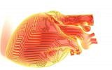 A remotely regulated living bionic heart. (Tal Dvir and Ron Feiner)