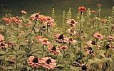 Herbs (Pixabay)