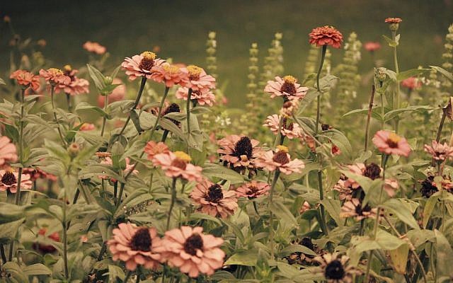 Herbs (Pixabay) Herbs (Pixabay)