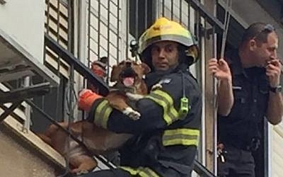 Firefighters in the central town of Holon rescue a dog trapped between the bars of a window on March 3, 2016. (photo: Holon Fire and Rescue Service)