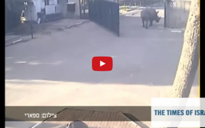 A three ton rhino named Tibor makes his escape from the Ramat Gan Safari on March 6, 2016. (Screen capture: YouTube)
