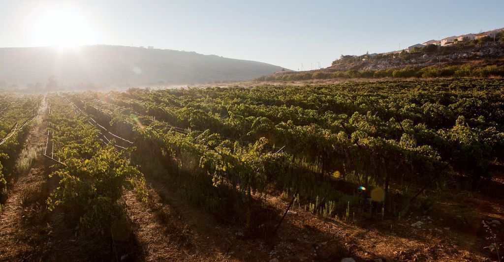 The grapes at Tanya, an idiosyncratic winery located in the West Bank (Courtesy Tanya Winery) The grapes at Tanya, an idiosyncratic winery located in the West Bank (Courtesy Tanya Winery)