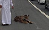 An escaped pet tiger caught by his owner in Doha, March 8, 2016 (Twitter)