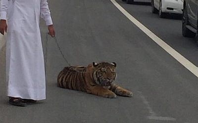 An escaped pet tiger caught by his owner in Doha, March 8, 2016 (Twitter)