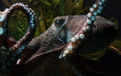 An undated handout photo of Inky the octopus at National Aquarium of New Zealand in Napier. (National Aquarium of New Zealand)