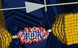 Illustration of the coralyne-intercalated DNA junction used to create a single-molecule diode, which can serve as an active element in future nanoscale circuits (Courtesy)